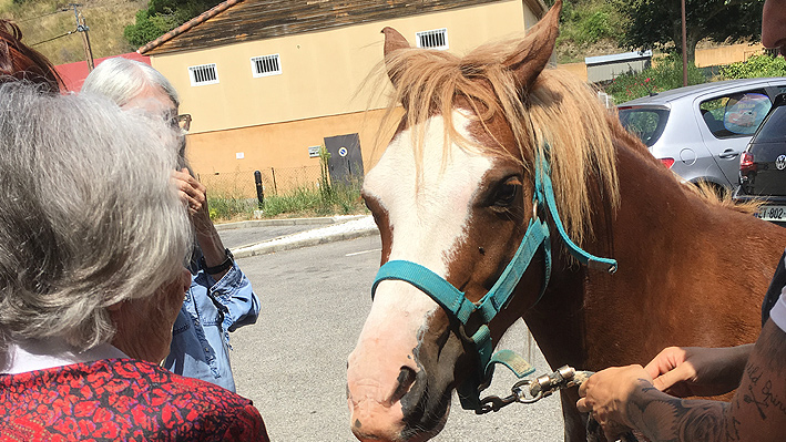 La visite d'un poney pour nos résidents de la Bastide de Pégomas