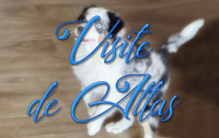 Visite du chien Atlas pour nos résidents de la Bastide de Pégomas.