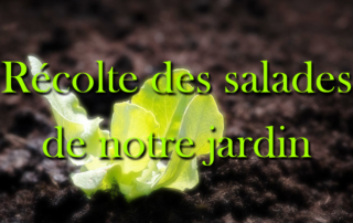 Récolte des salades du jardin de la Bastide par madame Bardou