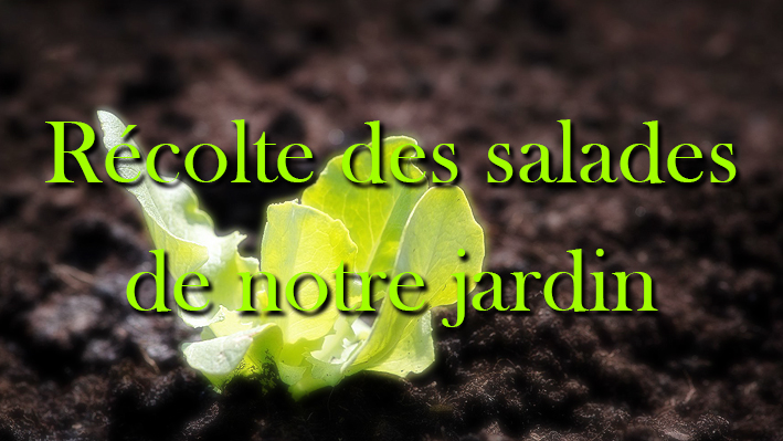Récolte des salades du jardin de la Bastide par madame Bardou