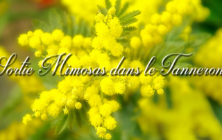 Sortie dans le Tanneron pour voir le mimosas pour nos résidents de la Bastide