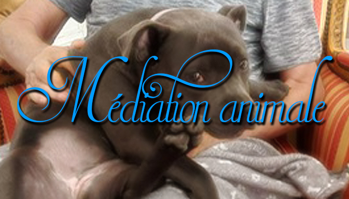 Médiation animale pour nos résidents de la Bastide de Pégomas.