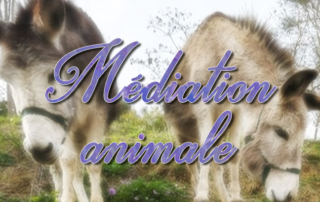 Médiation animale avec Ânes et Tortues pour les résidents de la Bastide de Pégomas.